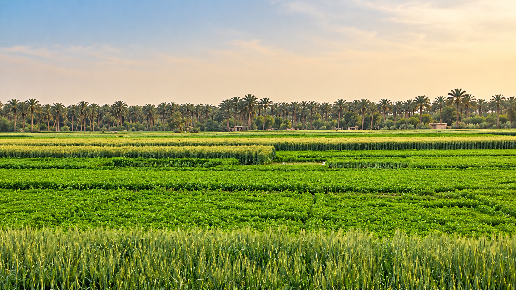 Green agricultural fields and date palms in the Egyptian countryside