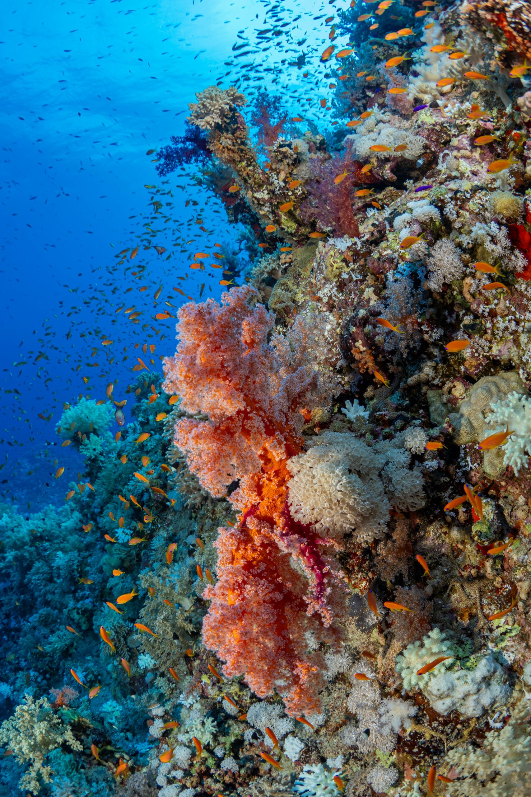 Underwater coral reef with colorful fish in Marsa Alam, Egypt